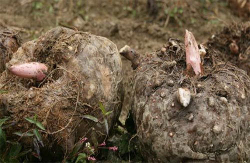 魔芋真的可以随便吃吗,魔芋健康的吃法