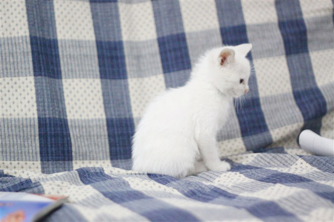 猫取什么名字最可爱又仙气,古人给黑毛金眼猫取名