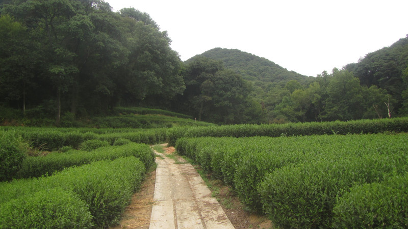 苏州西塘乌镇二日游团从杭州出发,苏州西塘乌镇二日一夜