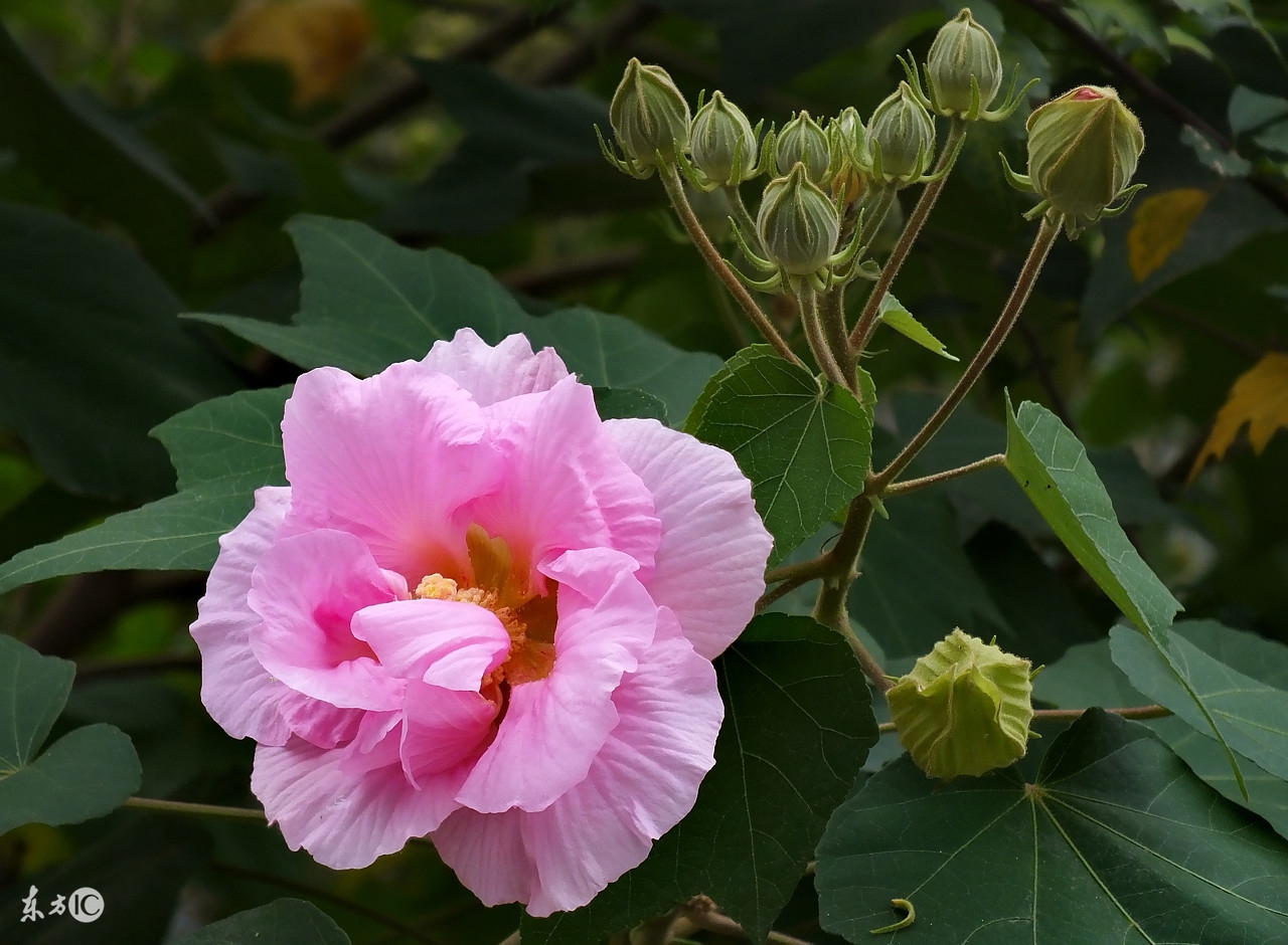 4招教您在家中摆放这些植物,旺财又助运!