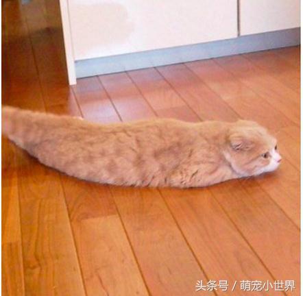 喵星人到底有多软看看你就知道啦,喵星人不太正常的样子
