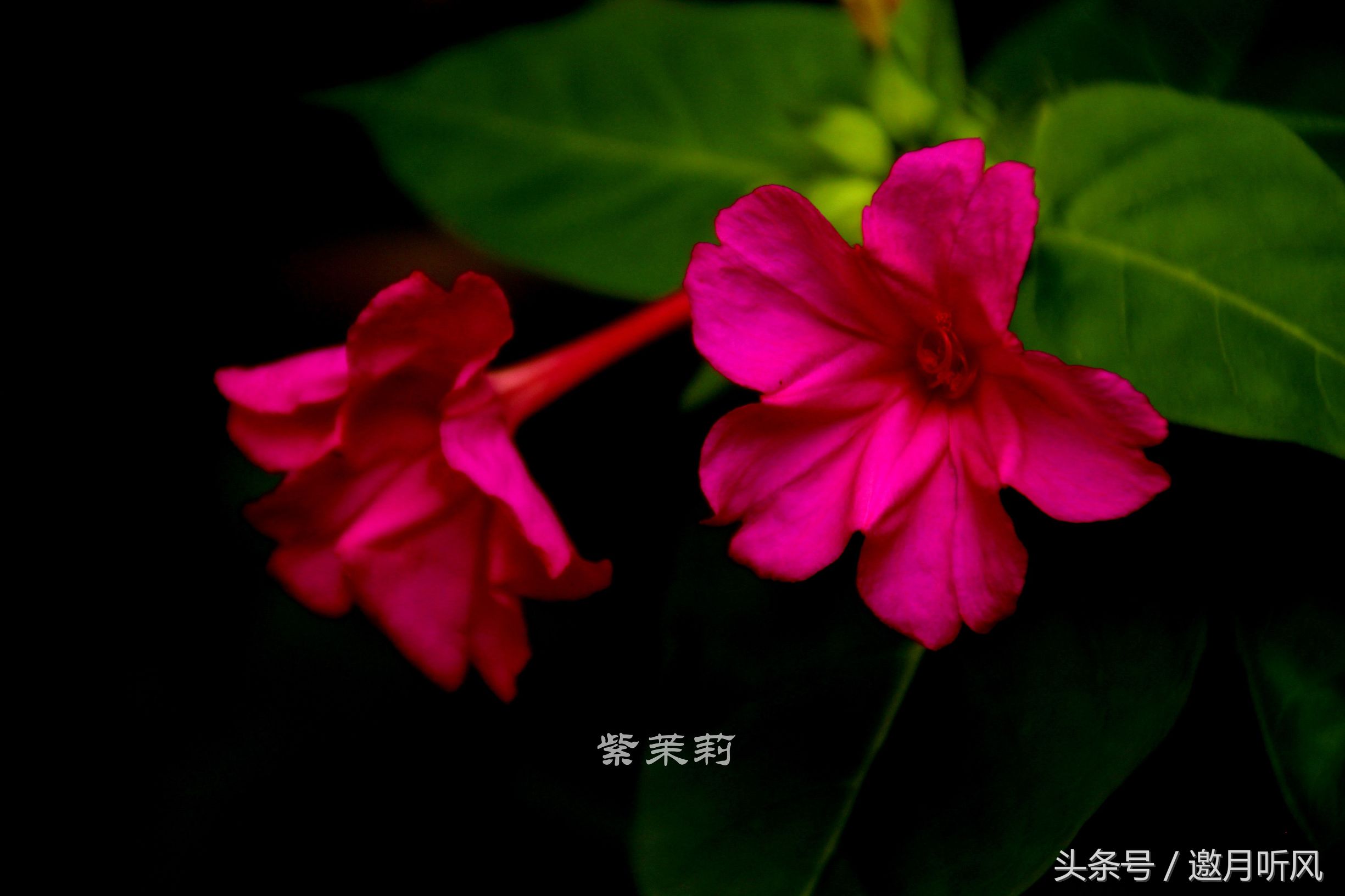 质朴玲珑——紫茉莉