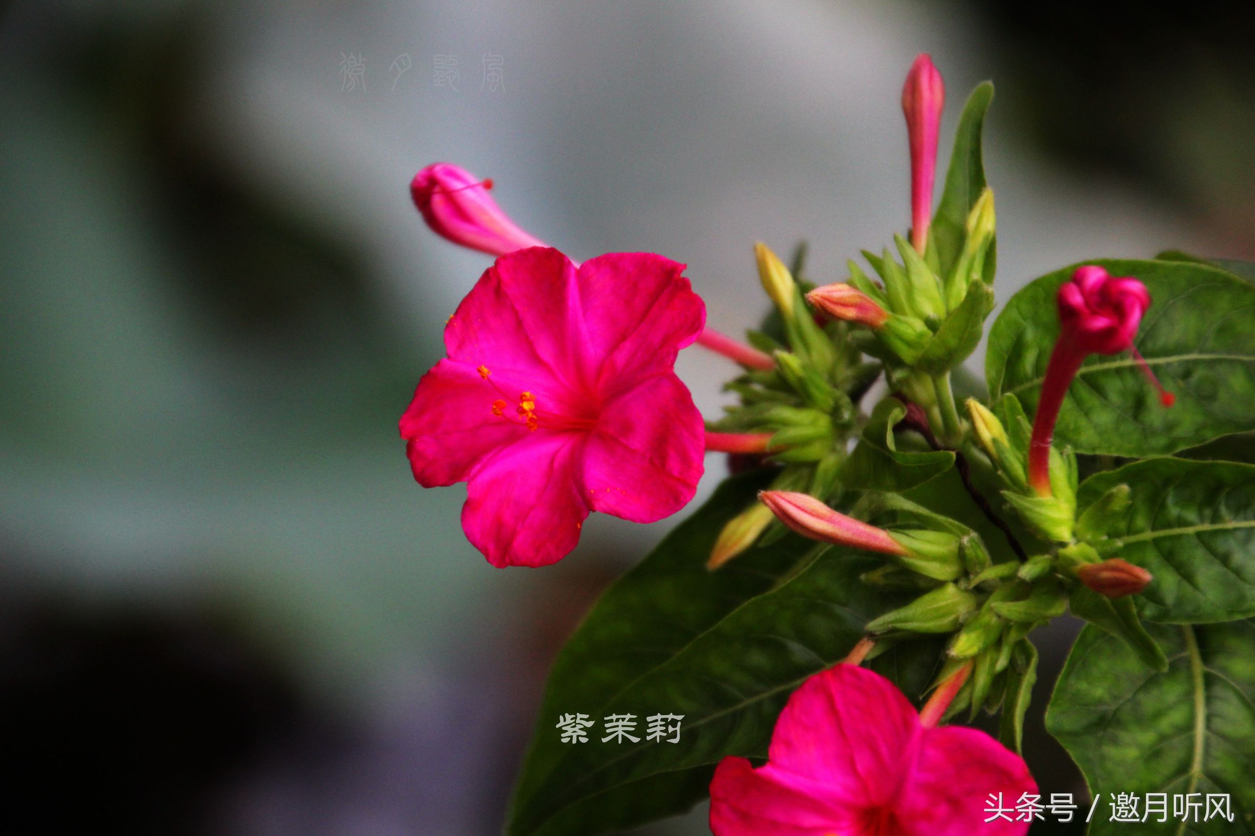 质朴玲珑——紫茉莉