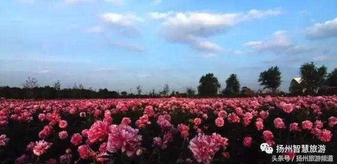 扬州农家乐游玩攻略,扬州十大最美农家乐