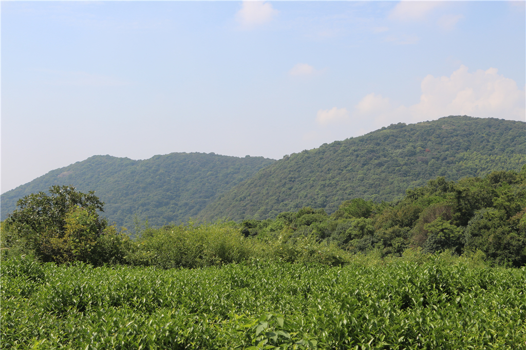 品农家菜,品农家美食