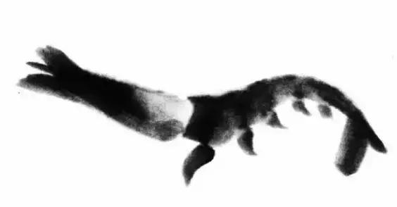 怎么临摹齐白石画的虾教程,齐白石虾的画法教程