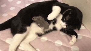 猫笑起来到底有多可怕,猫笑的样子和正常样子