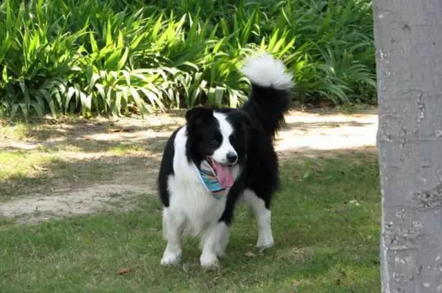 带你了解宠物真实价格,盘点十大宠物的真实价格