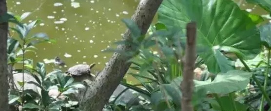 不养龟怎么知道养龟人的乐趣,你没养过狗永远不知道养狗的快乐