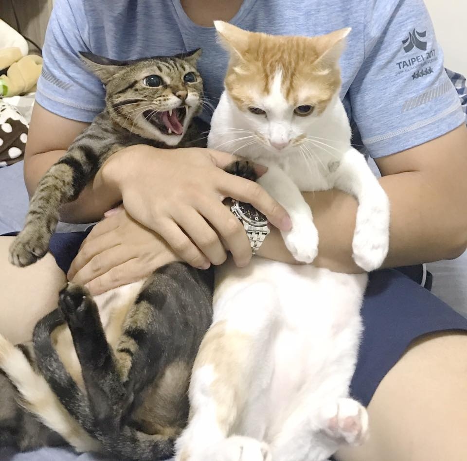 猫笑起来到底有多可怕,猫笑的样子和正常样子