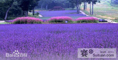 北京怀柔东方普罗旺斯薰衣草庄园,北京普罗旺斯薰衣草庄园