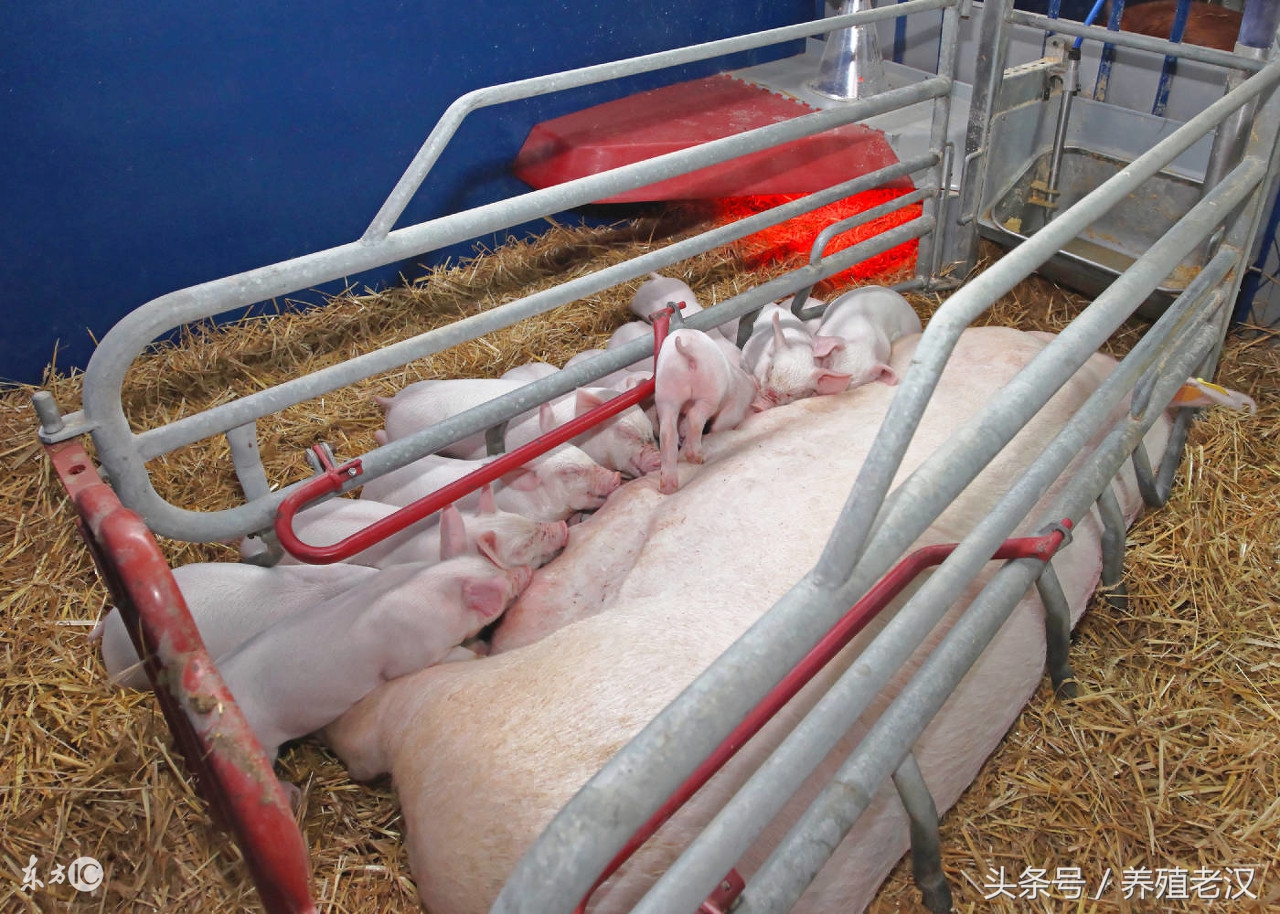 母猪有子宫内膜炎可以输精不,母猪子宫内膜炎可以用妇炎洁吗