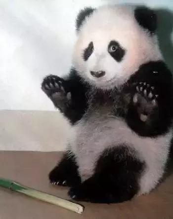 奇葩年年有今年特别多,奇葩年年有今年特别多什么梗