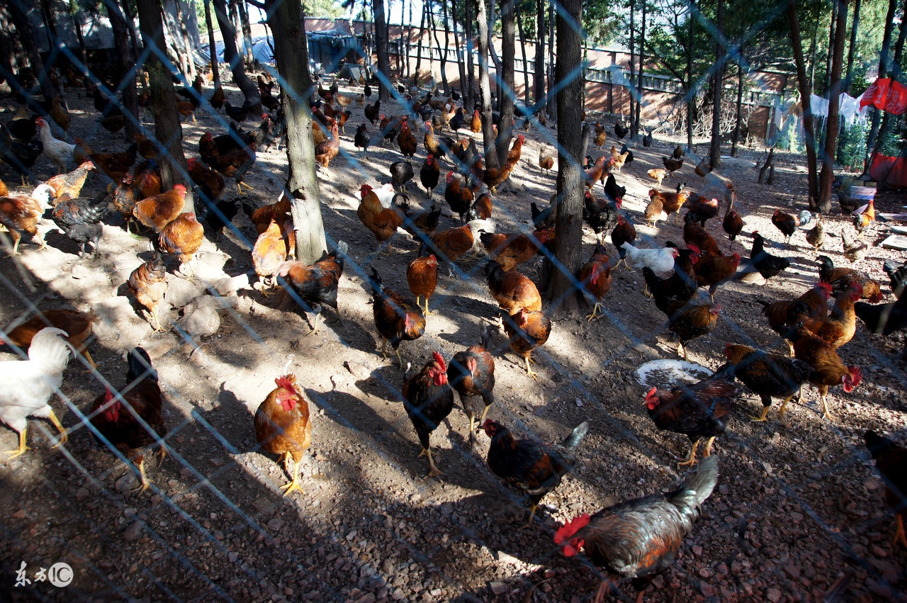 鸡腿变软站不起来是什么原因,小鸡腿软是怎么回事呢