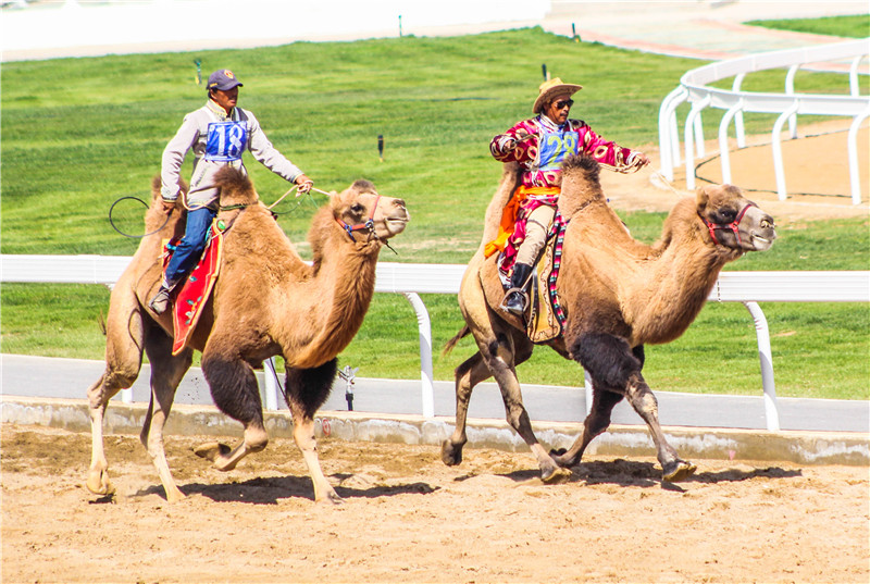 肃北七彩花海,肃北百亩花海在哪里