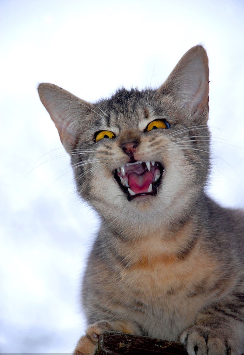 怀孕和养猫可否兼得?