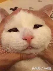 摄影师野外河边拍摄野生猎豹,野生猎豹和人类亲密接触