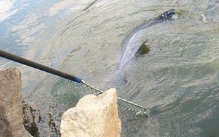 常用的鱼钩有几种,五种常见鱼钩型号