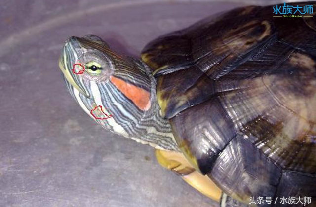 龟身上起白点怎么治,龟的头部有白色豆腐渣用什么药好