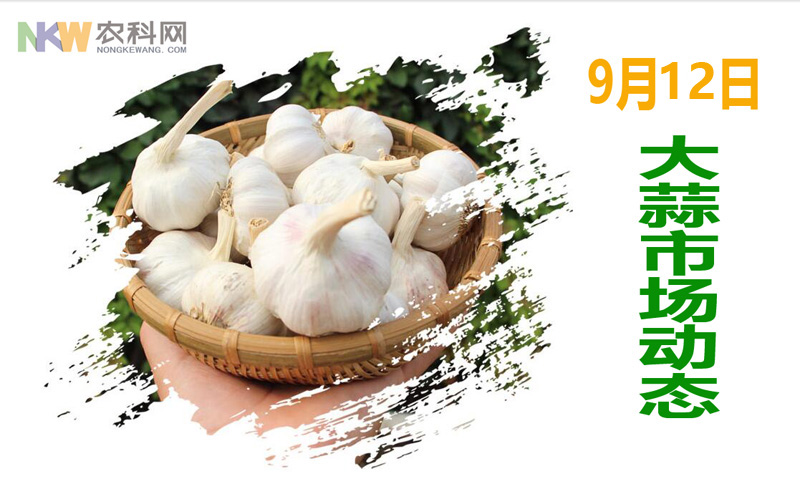9月12日大蒜主要产地交易市场价格