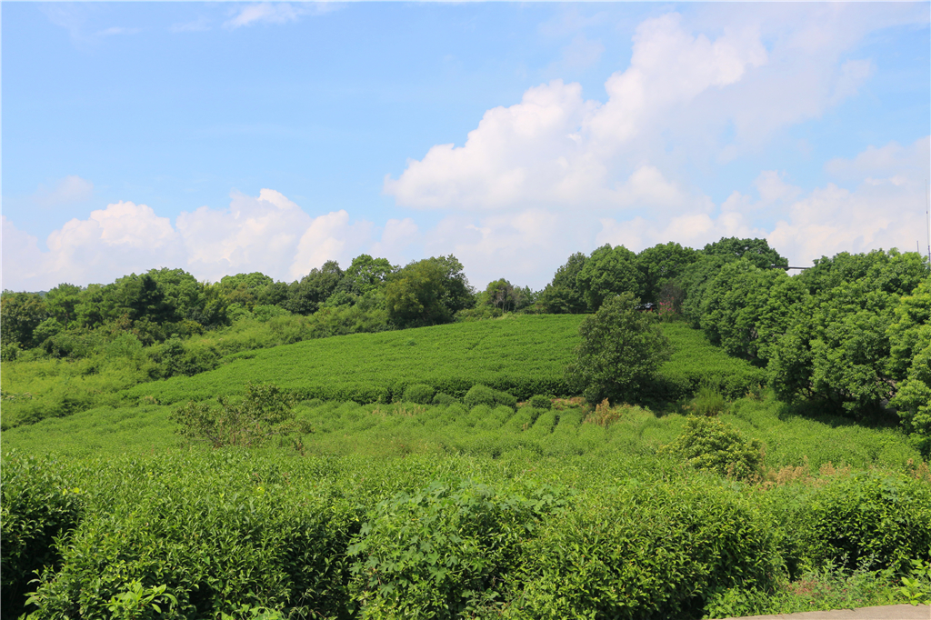 品农家菜,品农家美食