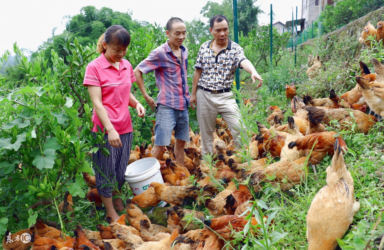 漳州野生放养土鸡,野生放养土鸡
