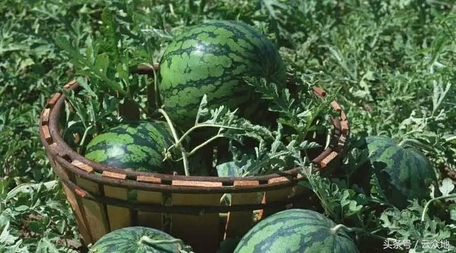 西瓜粉虱是什么病,西瓜粉虱