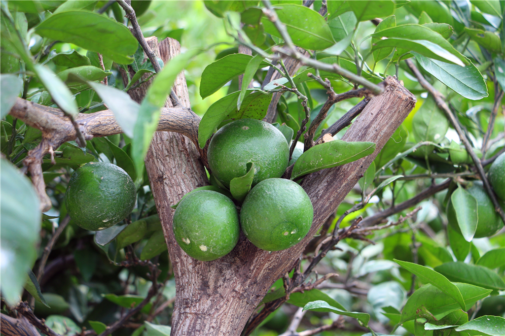 嘉兴南北湖农家乐推荐,嘉兴南北湖农家