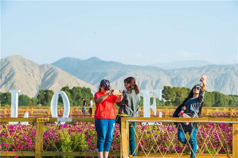 肃北七彩花海,肃北百亩花海在哪里