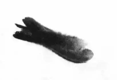 怎么临摹齐白石画的虾教程,齐白石虾的画法教程