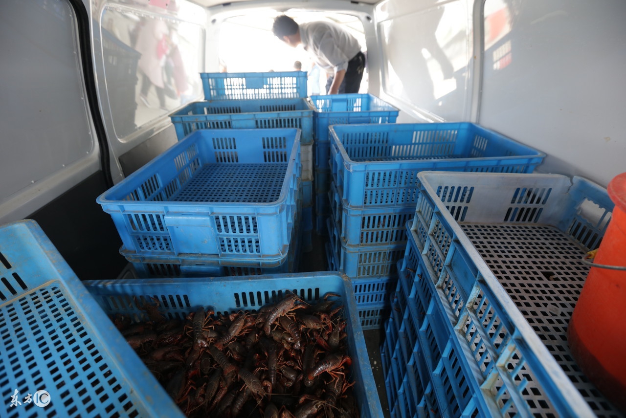 龙虾塘下地笼怎样能多逮龙虾,地笼捕龙虾最快最多的办法