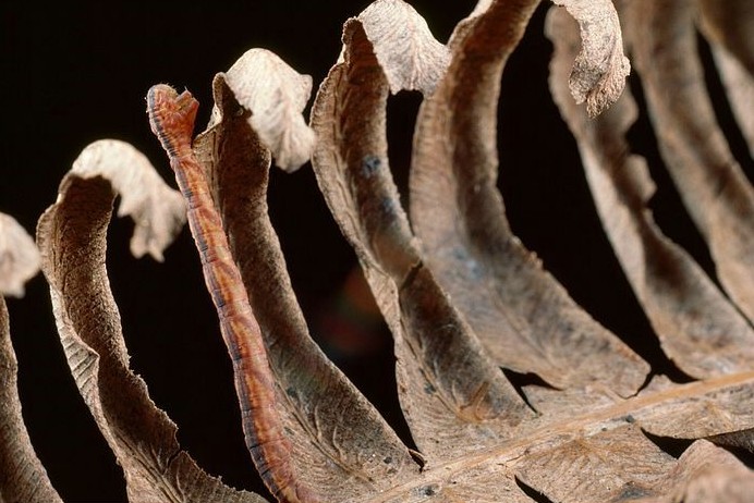 常见的大虫子科普,盘点那些你没见过的虫子