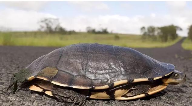 宠物龟病症大全图解,宠物龟离奇死亡