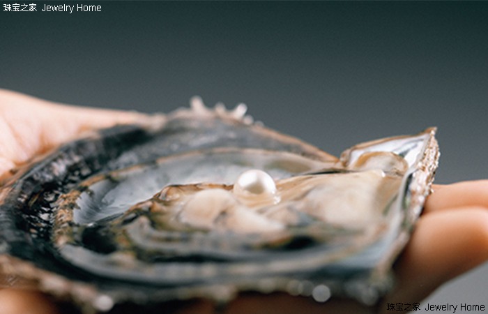 akoya珍珠深度解读,akoya珍珠怎么那么小