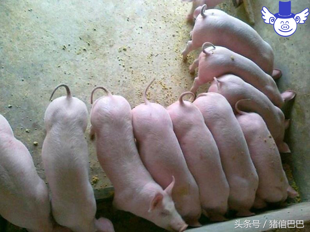 没断奶的仔猪浑身颤抖站不起来,仔猪站立不起来后腿抖动为什么病