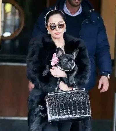 这些宠物都在背LV，你还敢抱怨自己像狗一样累？