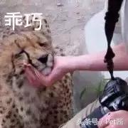 遇到野生豹怎么办,面对野生猎豹