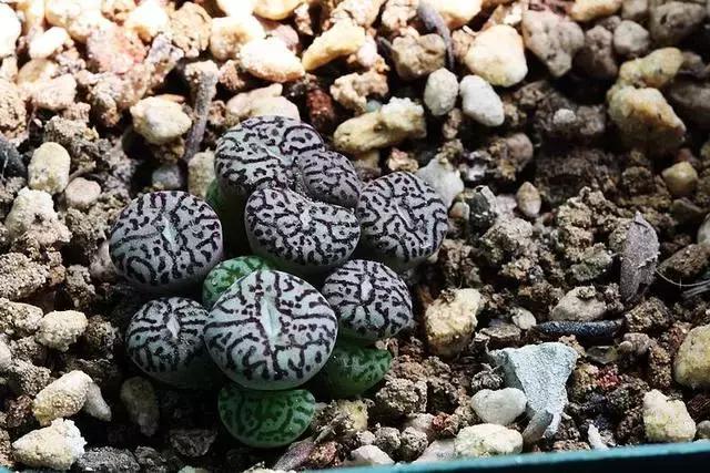 南非秘宝,遗落在世间的宝藏