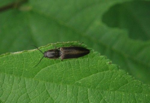 常见的大虫子科普,盘点那些你没见过的虫子