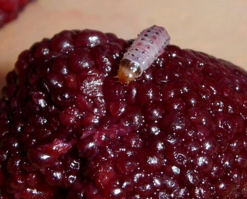 常见的大虫子科普,盘点那些你没见过的虫子