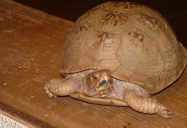 宠物龟病症大全图解,宠物龟离奇死亡