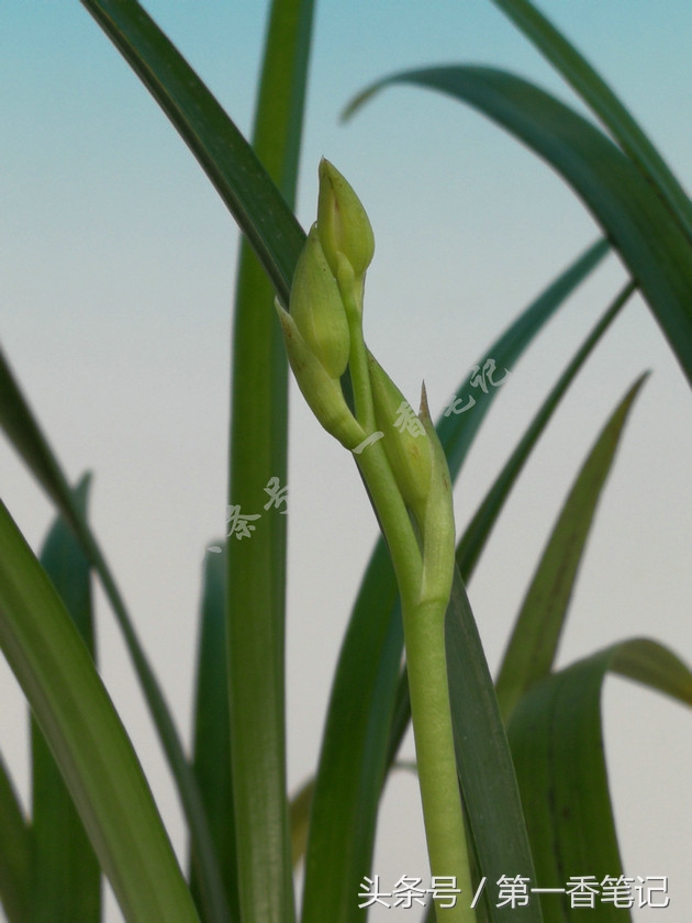 蝴蝶兰优雅唯美,兰花欣赏四季兰