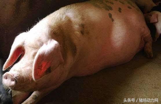 母猪怎么不受孕,母猪不受孕的正确方法