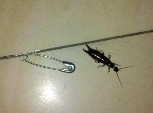 常见的大虫子科普,盘点那些你没见过的虫子