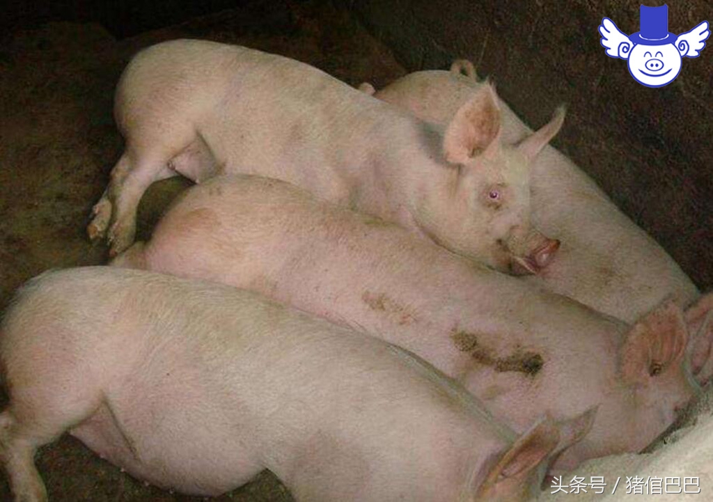 仔猪出生起不来,刚出生仔猪站不起怎么治