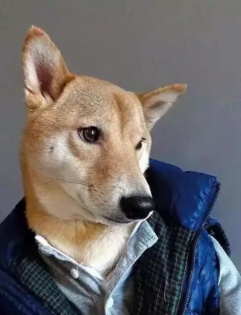 这些宠物都在背LV，你还敢抱怨自己像狗一样累？