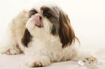 狗狗泪痕重是什么原因,狗狗的泪痕跟吃的狗粮有关系吗