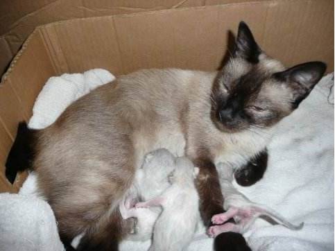 猫咪怀孕期间,这些事情你必须要知道!