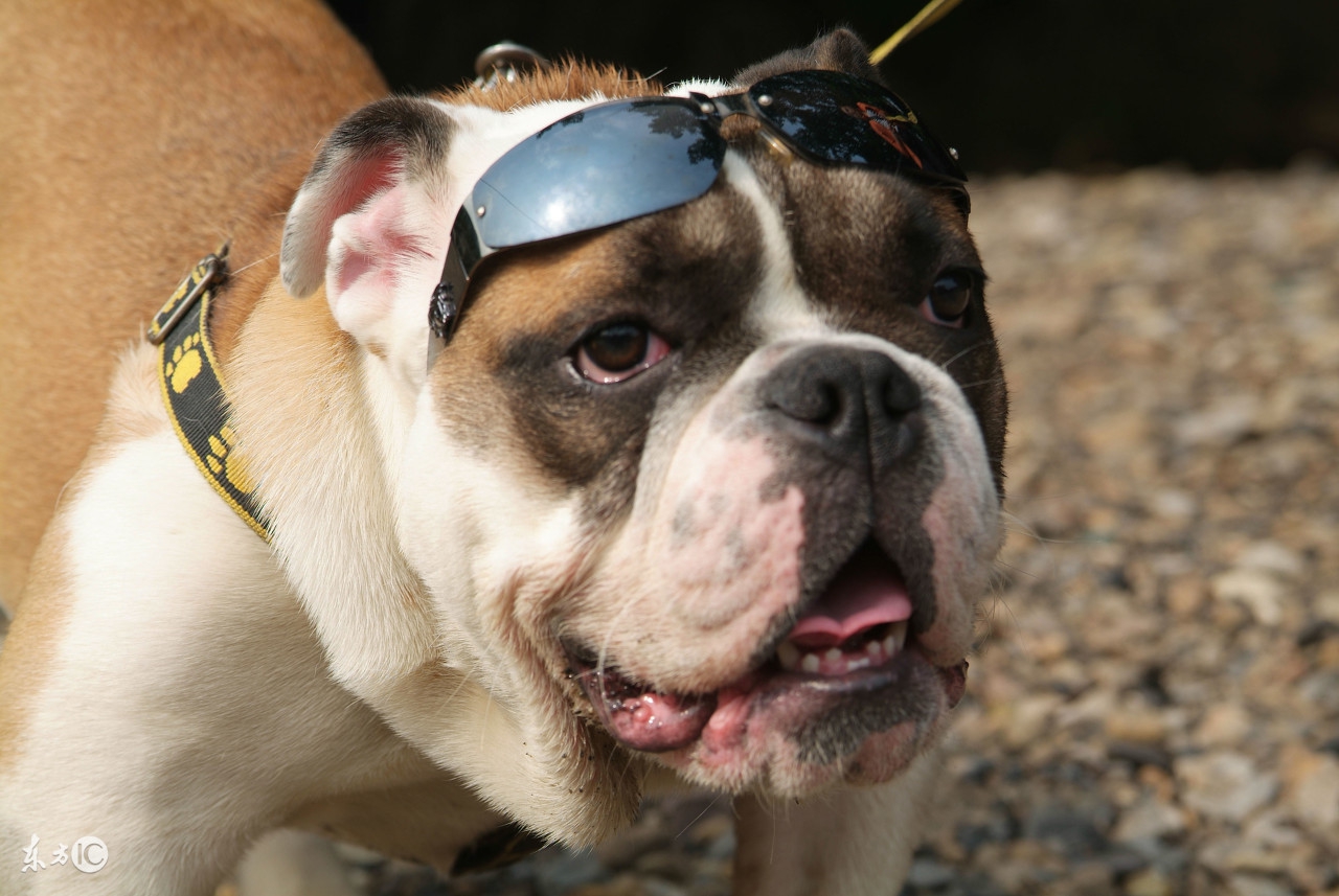 家里有狗狗该怎么养猫,家里有一个英国斗牛犬是什么体验