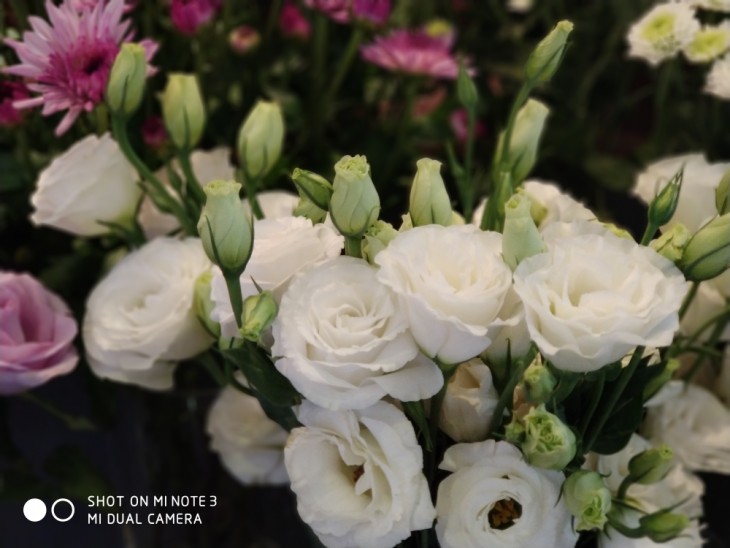 小米note3拍照有多强,小米note3拍照效果怎样